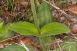 Common Leopardbane